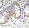 Tet Methylcytosine Dioxygenase 1 antibody, 7733, ProSci, Immunohistochemistry paraffin image 