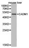 Cell adhesion molecule 1 antibody, LS-C192961, Lifespan Biosciences, Western Blot image 