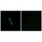 Armadillo Repeat Containing 6 antibody, A16779, Boster Biological Technology, Immunofluorescence image 