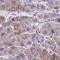 Transmembrane Protein 170A antibody, HPA055071, Atlas Antibodies, Immunohistochemistry frozen image 