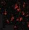 Autophagy Related 12 antibody, NBP1-76860, Novus Biologicals, Immunocytochemistry image 