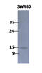 Coactosin-like protein antibody, AM50092PU-N, Origene, Western Blot image 