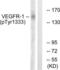 Fms Related Tyrosine Kinase 1 antibody, LS-C199720, Lifespan Biosciences, Western Blot image 