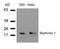 PP17 antibody, 79-370, ProSci, Western Blot image 