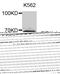 Factor Interacting With PAPOLA And CPSF1 antibody, MBS129581, MyBioSource, Western Blot image 