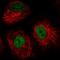 Interferon Regulatory Factor 2 Binding Protein 2 antibody, HPA062269, Atlas Antibodies, Immunofluorescence image 