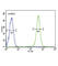 PGI antibody, abx034514, Abbexa, Western Blot image 