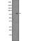 Heat Shock Transcription Factor 1 antibody, abx217747, Abbexa, Western Blot image 