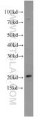 Mitochondrial Ribosomal Protein L48 antibody, 14677-1-AP, Proteintech Group, Western Blot image 