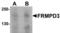 FERM And PDZ Domain Containing 3 antibody, TA306864, Origene, Western Blot image 