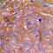 Caspase 8 antibody, LS-C351930, Lifespan Biosciences, Immunohistochemistry paraffin image 