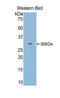 Haptoglobin-related protein antibody, LS-C303428, Lifespan Biosciences, Western Blot image 