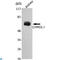 Chordin Like 1 antibody, LS-C812918, Lifespan Biosciences, Western Blot image 