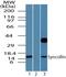 INSSA1 antibody, TA336984, Origene, Western Blot image 