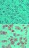 OTU Deubiquitinase 5 antibody, NBP2-24634, Novus Biologicals, Immunohistochemistry paraffin image 