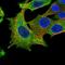 EH Domain Binding Protein 1 antibody, NBP1-93615, Novus Biologicals, Immunofluorescence image 