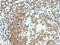 CD45RA antibody, NBP2-33144, Novus Biologicals, Immunohistochemistry paraffin image 