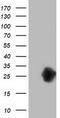 Zinc Finger AN1-Type Containing 2B antibody, CF502317, Origene, Western Blot image 