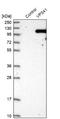 VPS41 Subunit Of HOPS Complex antibody, NBP1-81639, Novus Biologicals, Western Blot image 