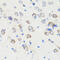 Discs Large MAGUK Scaffold Protein 1 antibody, 23-649, ProSci, Immunohistochemistry paraffin image 
