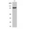 Ribosomal Protein S6 Kinase A1 antibody, LS-C385976, Lifespan Biosciences, Western Blot image 