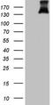 Platelet Derived Growth Factor Receptor Alpha antibody, LS-C340364, Lifespan Biosciences, Western Blot image 