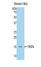 Mucin 5AC, Oligomeric Mucus/Gel-Forming antibody, LS-C304760, Lifespan Biosciences, Western Blot image 