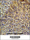 SMC5-SMC6 Complex Localization Factor 1 antibody, 61-915, ProSci, Immunohistochemistry frozen image 