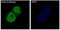POU Class 5 Homeobox 1 antibody, M00174, Boster Biological Technology, Immunofluorescence image 