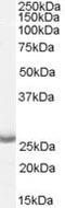 Aph-1 Homolog A, Gamma-Secretase Subunit antibody, PA5-18739, Invitrogen Antibodies, Western Blot image 