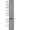 Caveolin 2 antibody, PA5-64547, Invitrogen Antibodies, Western Blot image 