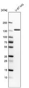 Integrin Subunit Alpha 3 antibody, NBP2-76515, Novus Biologicals, Western Blot image 