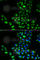 Eukaryotic Translation Initiation Factor 5B antibody, A5888, ABclonal Technology, Immunofluorescence image 
