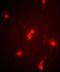 Ribosomal Protein S3A antibody, orb247267, Biorbyt, Immunocytochemistry image 