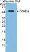 Plasminogen Activator, Urokinase antibody, LS-C372474, Lifespan Biosciences, Western Blot image 