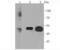 Solute Carrier Family 2 Member 3 antibody, NBP2-66872, Novus Biologicals, Western Blot image 