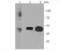 Solute carrier family 2, facilitated glucose transporter member 3 antibody, NBP2-66872, Novus Biologicals, Western Blot image 