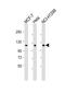 Protein Phosphatase 1 Regulatory Subunit 13 Like antibody, M03058, Boster Biological Technology, Western Blot image 