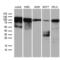 Transcription Factor 12 antibody, LS-C795096, Lifespan Biosciences, Western Blot image 