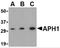 Aph-1 Homolog A, Gamma-Secretase Subunit antibody, 4001, ProSci, Western Blot image 