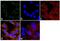 Proteasome 19S Rpt3/S6b subunit antibody, PA1-968, Invitrogen Antibodies, Immunofluorescence image 