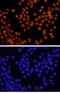 GATA Binding Protein 6 antibody, BAF1700, R&D Systems, Immunocytochemistry image 