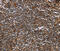 MAGE Family Member A3 antibody, MBS2527540, MyBioSource, Immunohistochemistry frozen image 