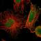 Sickle tail protein homolog antibody, HPA004941, Atlas Antibodies, Immunocytochemistry image 