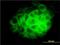 Dynein Axonemal Intermediate Chain 2 antibody, H00064446-M01, Novus Biologicals, Immunofluorescence image 