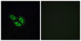 Olfactory Receptor Family 4 Subfamily E Member 2 antibody, abx015431, Abbexa, Western Blot image 