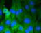DNA Methyltransferase 3 Alpha antibody, NBP2-67505, Novus Biologicals, Immunocytochemistry image 