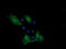 Protocadherin 7 antibody, LS-C787694, Lifespan Biosciences, Immunofluorescence image 