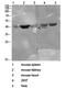 CD72 Molecule antibody, GTX34221, GeneTex, Western Blot image 