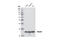 Rho GDP-dissociation inhibitor 1 antibody, 2564S, Cell Signaling Technology, Western Blot image 